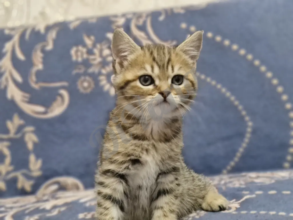 Шотландские прямоухие котята