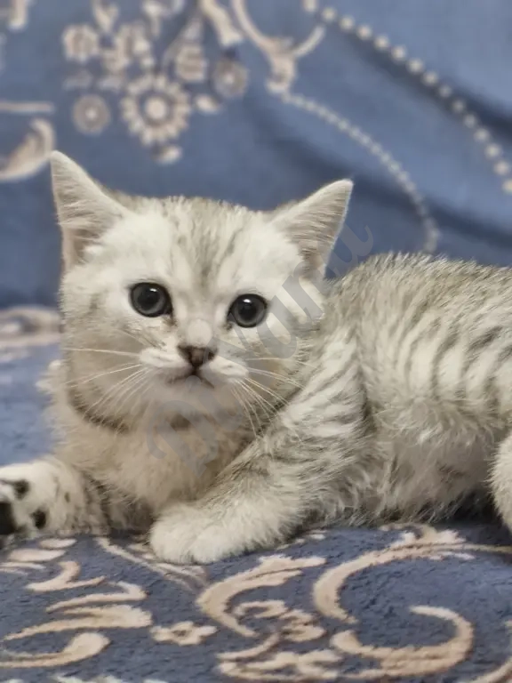 Шотландские прямоухие котята