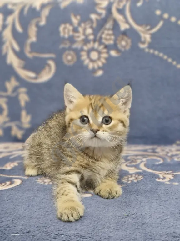 Шотландские прямоухие котята