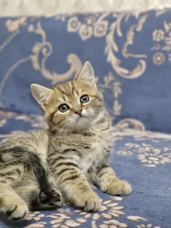 Шотландские прямоухие котята