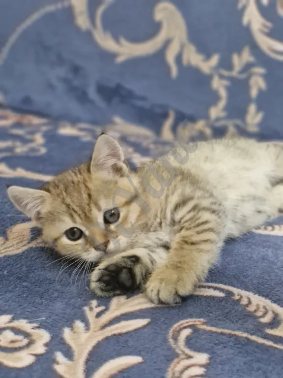 Шотландские прямоухие котята