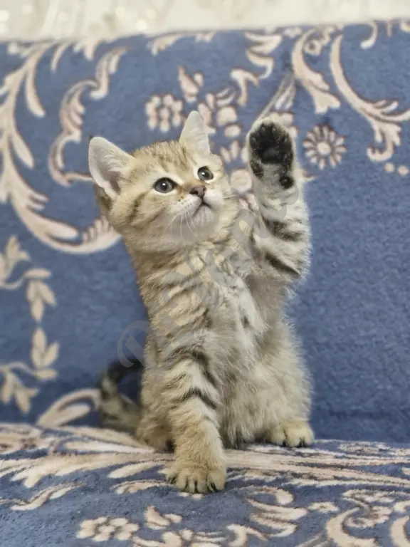 Шотландские прямоухие котята