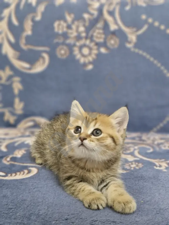 Шотландские прямоухие котята