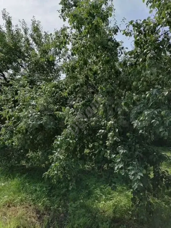 Дом 46,9 м² на участке 17,2 сот.