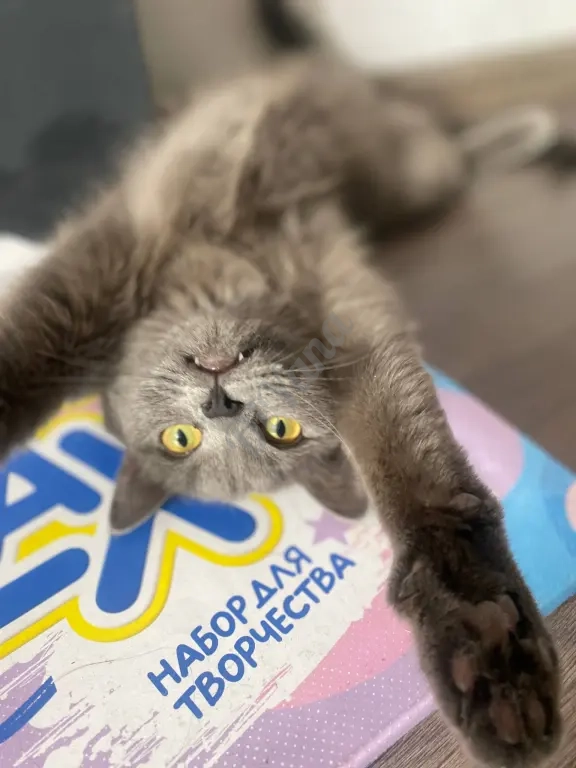 Британка ищет приют