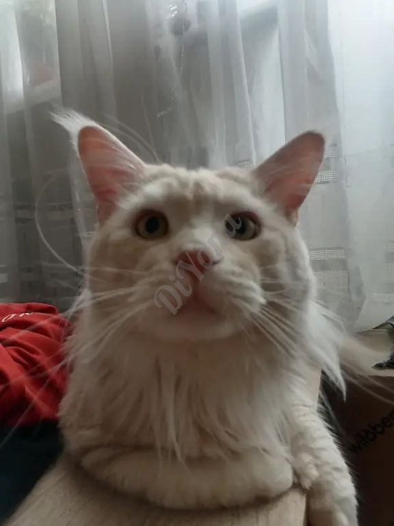 Котята мейн-кун