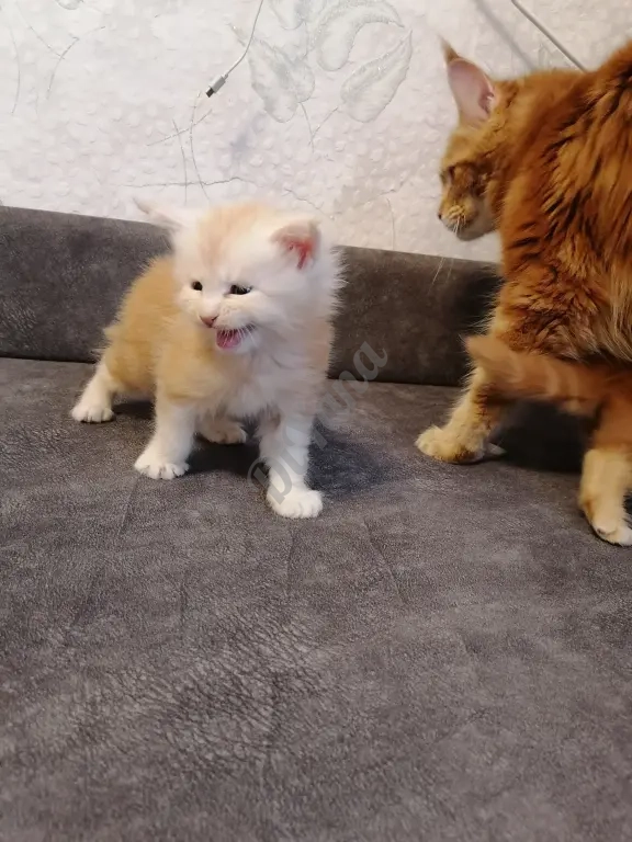 Котята мейн-кун